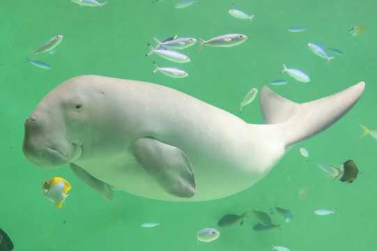 鳥羽水族館