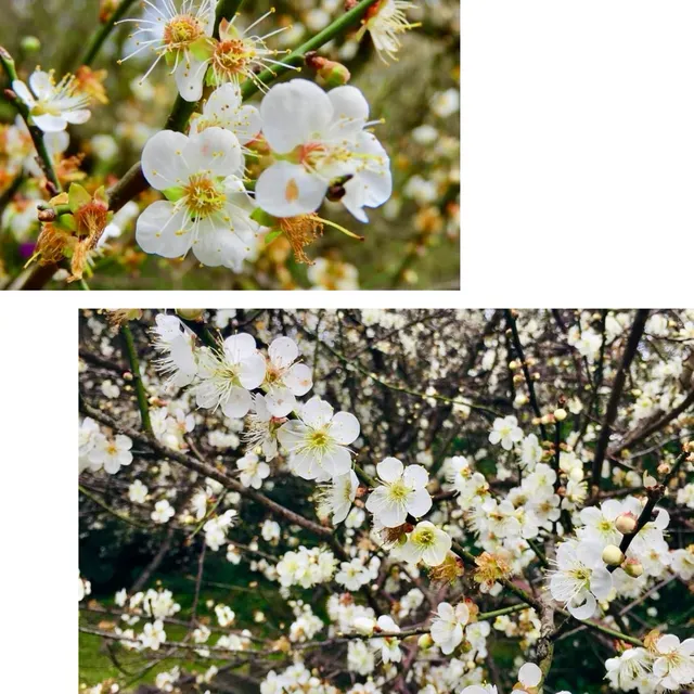 陽明山, 四季美景