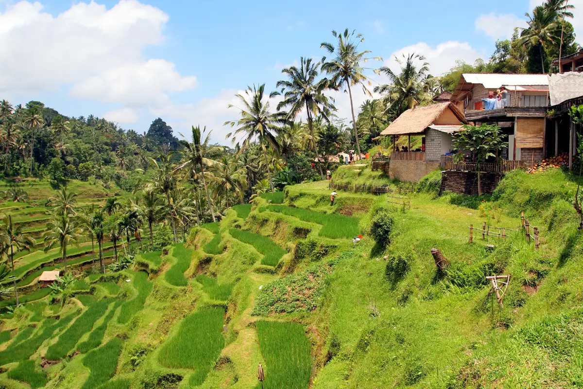 huts at Tegallalang Rice Terraces