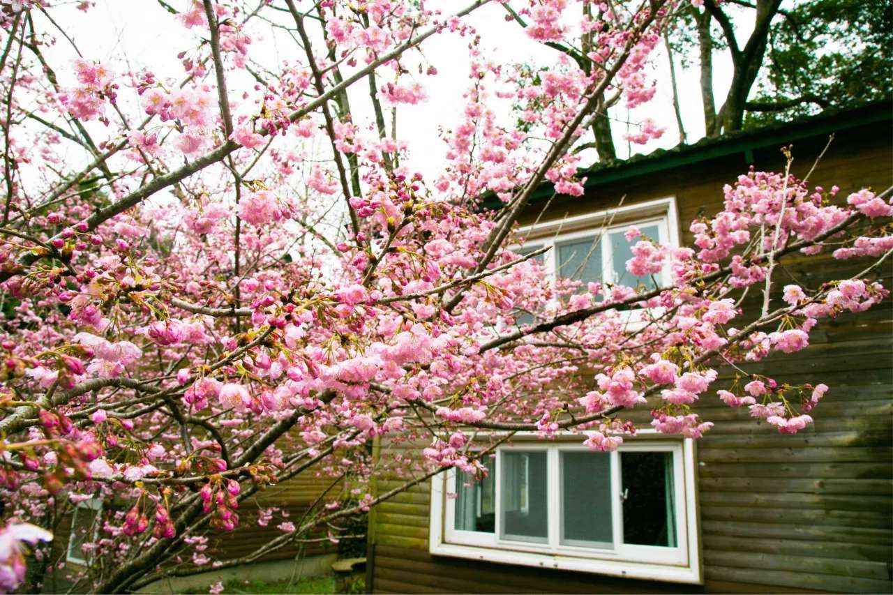 福壽山農場住宿｜宜蘭大同棲蘭山莊（棲蘭森林遊樂區）