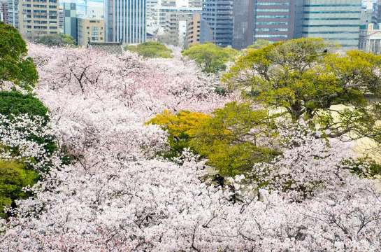 후쿠오카 벚꽃 여행 