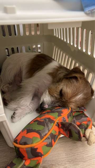 How to Travel with Pets? The 4–5 Month Timeline
