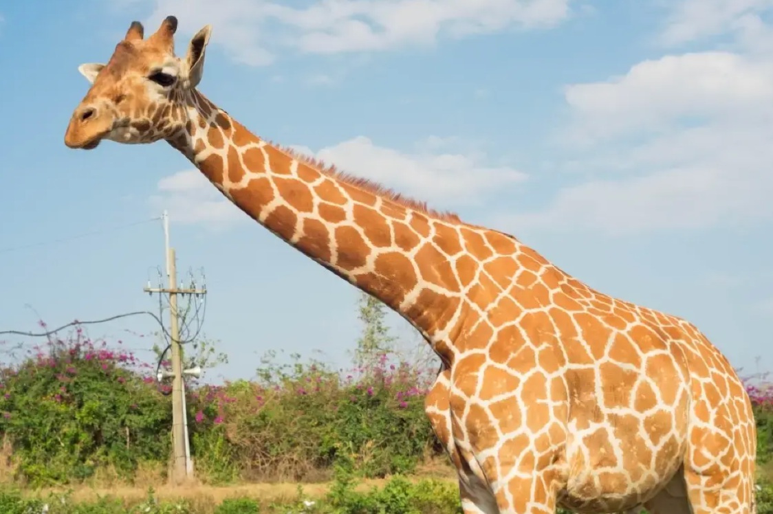 頑皮世界野生動物園