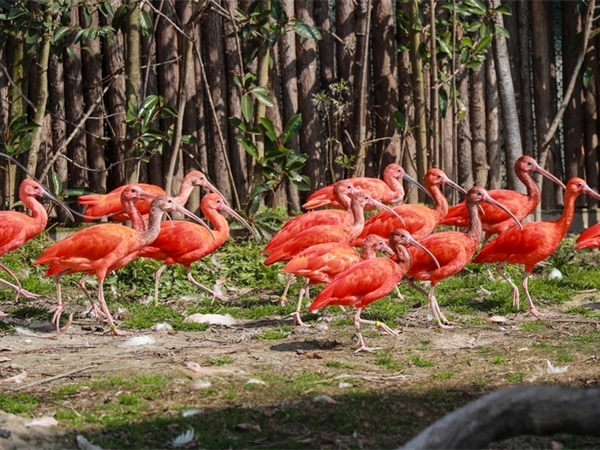 上海野生動物園
