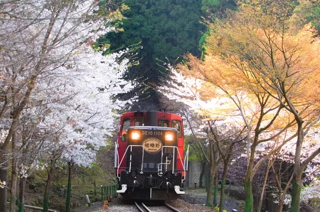 嵐山景點 #1|嵐山嵯峨野觀光小火車