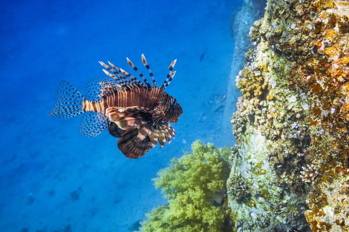 大連聖亞海洋世界