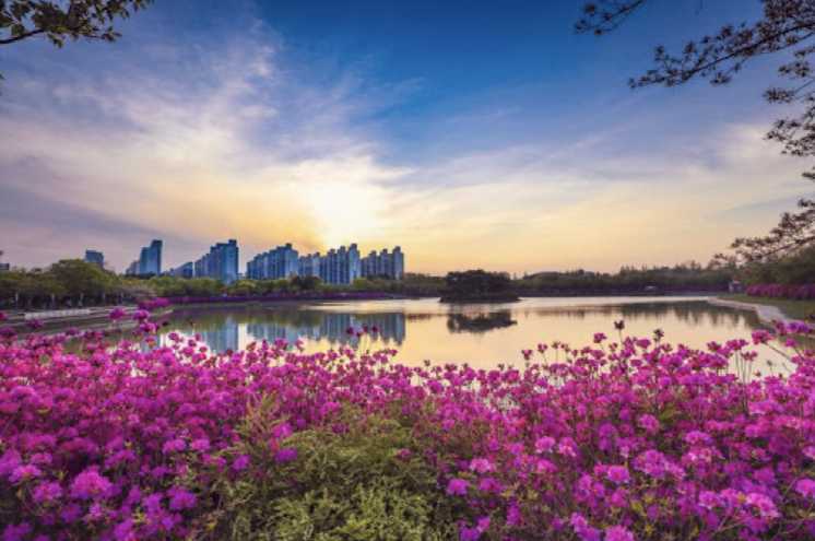 광주 벚꽃 쌍암공원