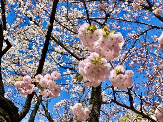 新宿御苑櫻花