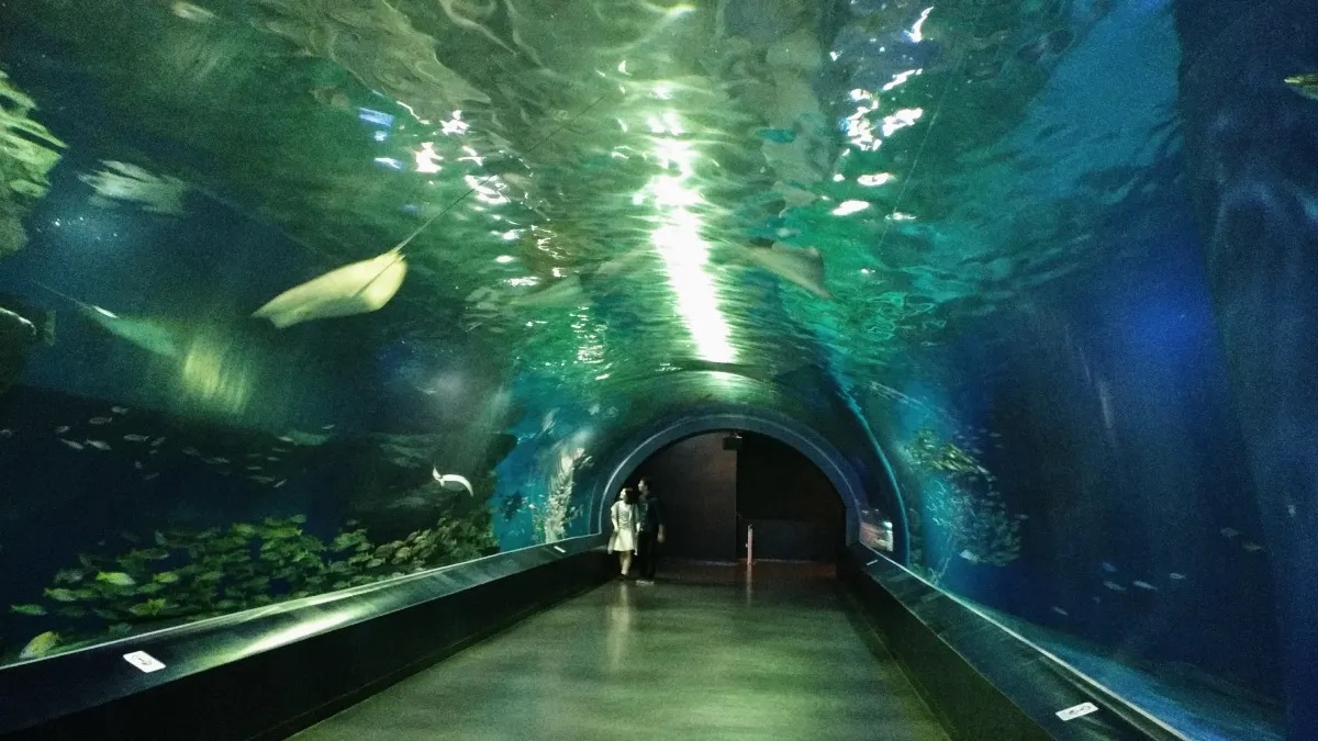 東京水族館推薦 #4 品川水族館