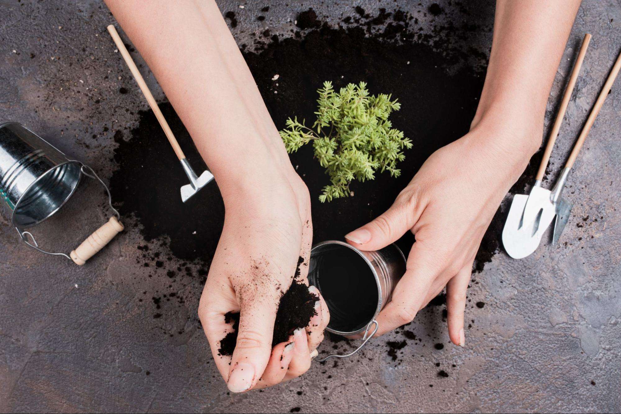 ปลูกกัญชา