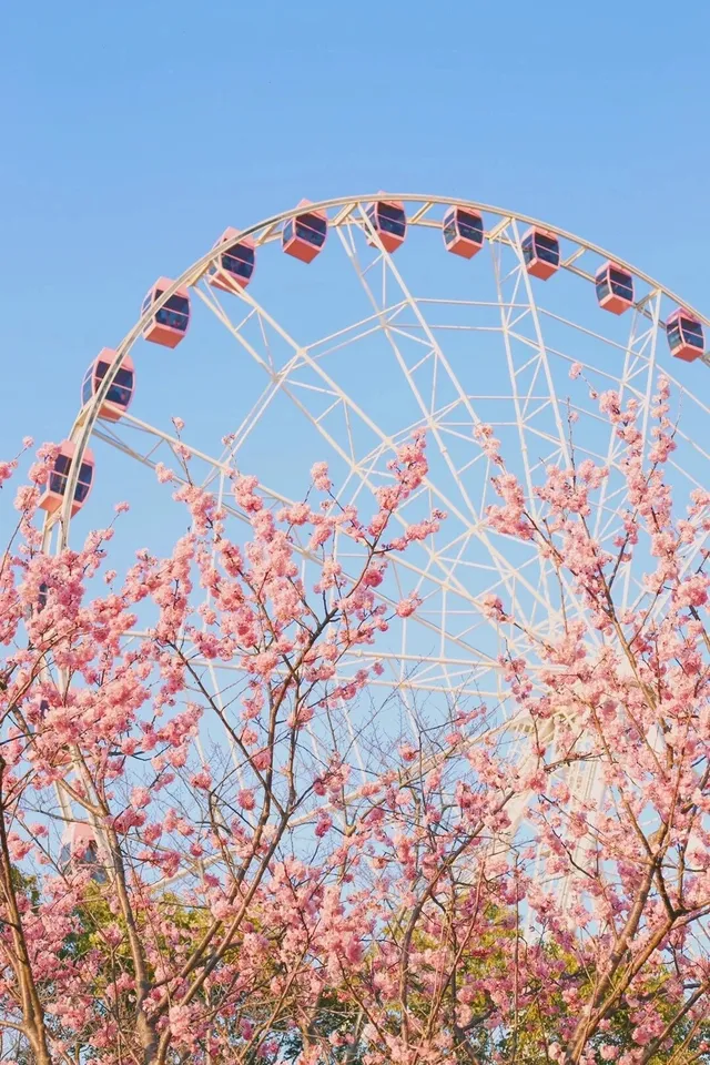 上海櫻花, 顧村公園