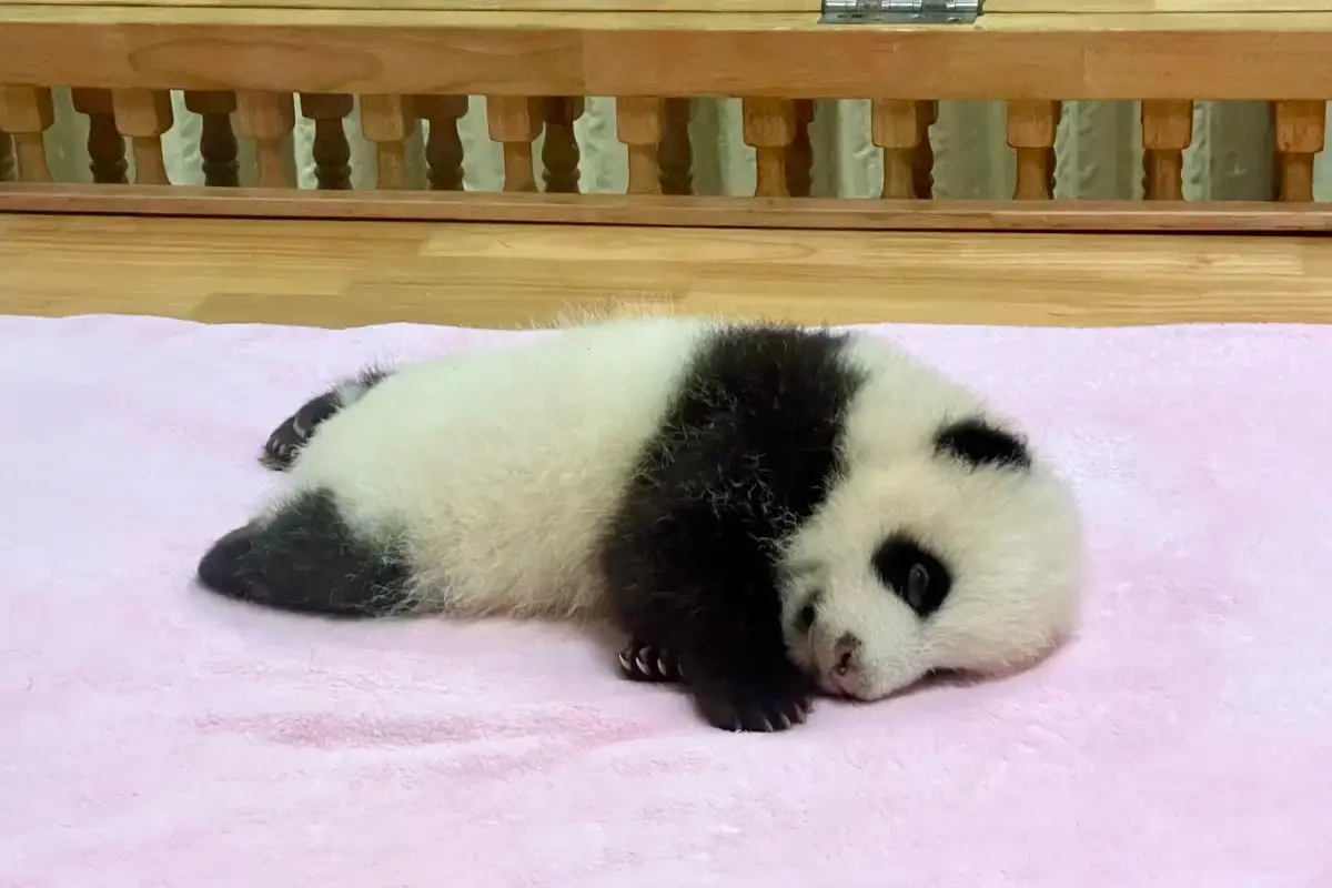 Panda Breeding & Conservation at Chengdu Base