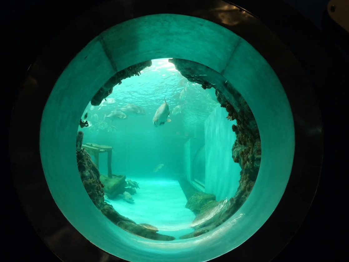 สิ่งที่ต้องทำในพิพิธภัณฑ์สัตว์น้ำ บางแสน