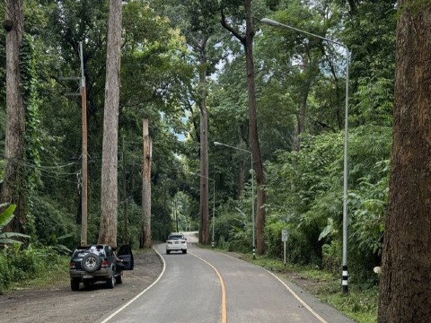 Giant Trees Alley - ที่เที่ยวเชียงดาว