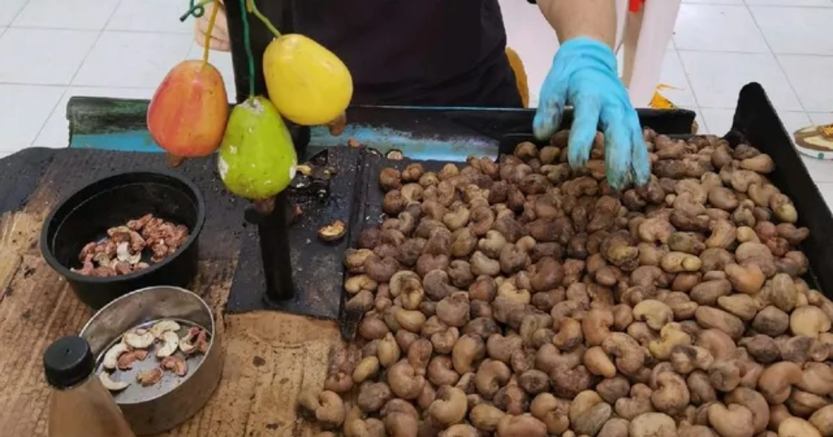 processing cashew nuts