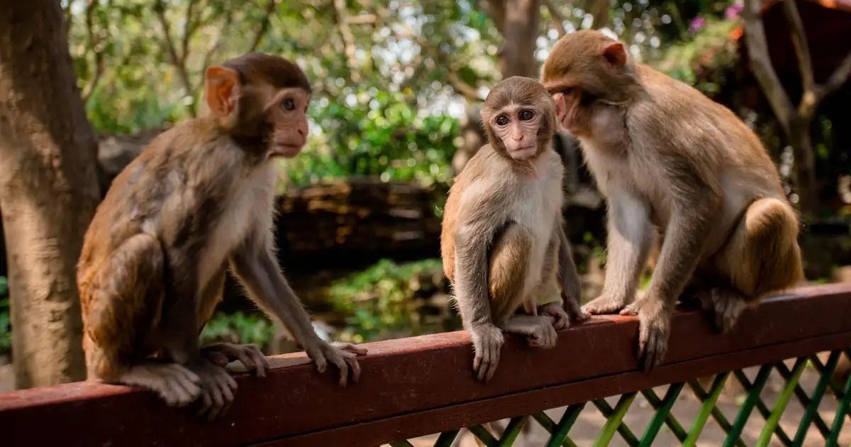 Grupo de macacos en libertad en la Isla de los Monos de Nanwan, en Hainan.