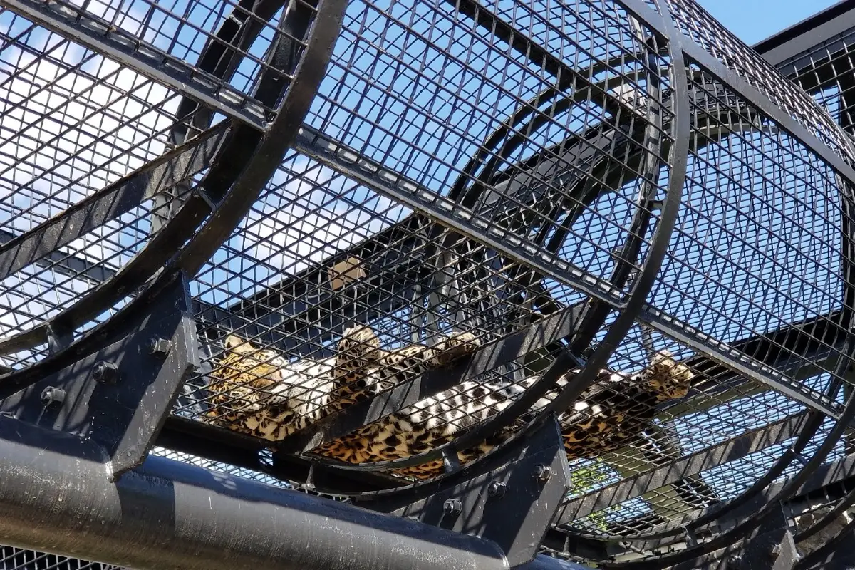 沖繩兒童王國｜必看亮點 動物園區｜獵人的潛入秘境