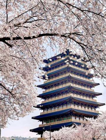 경주 벚꽃 시기