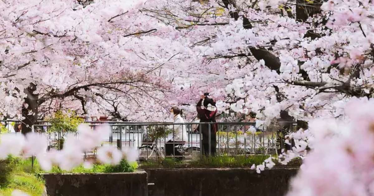 Cherry blossoms at Philosopher’s Path