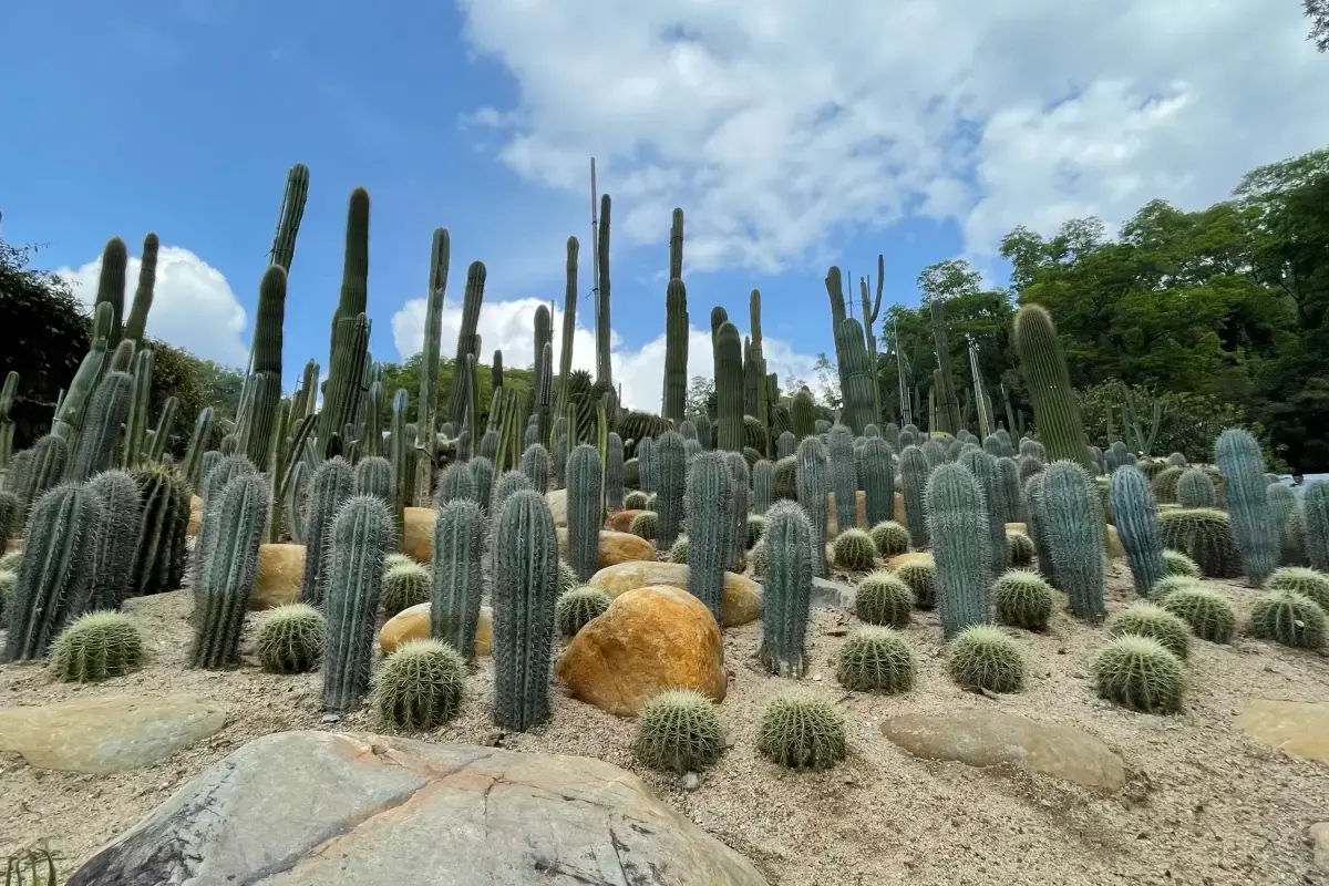 Shenzhen Fairy Lake Botanical Garden
