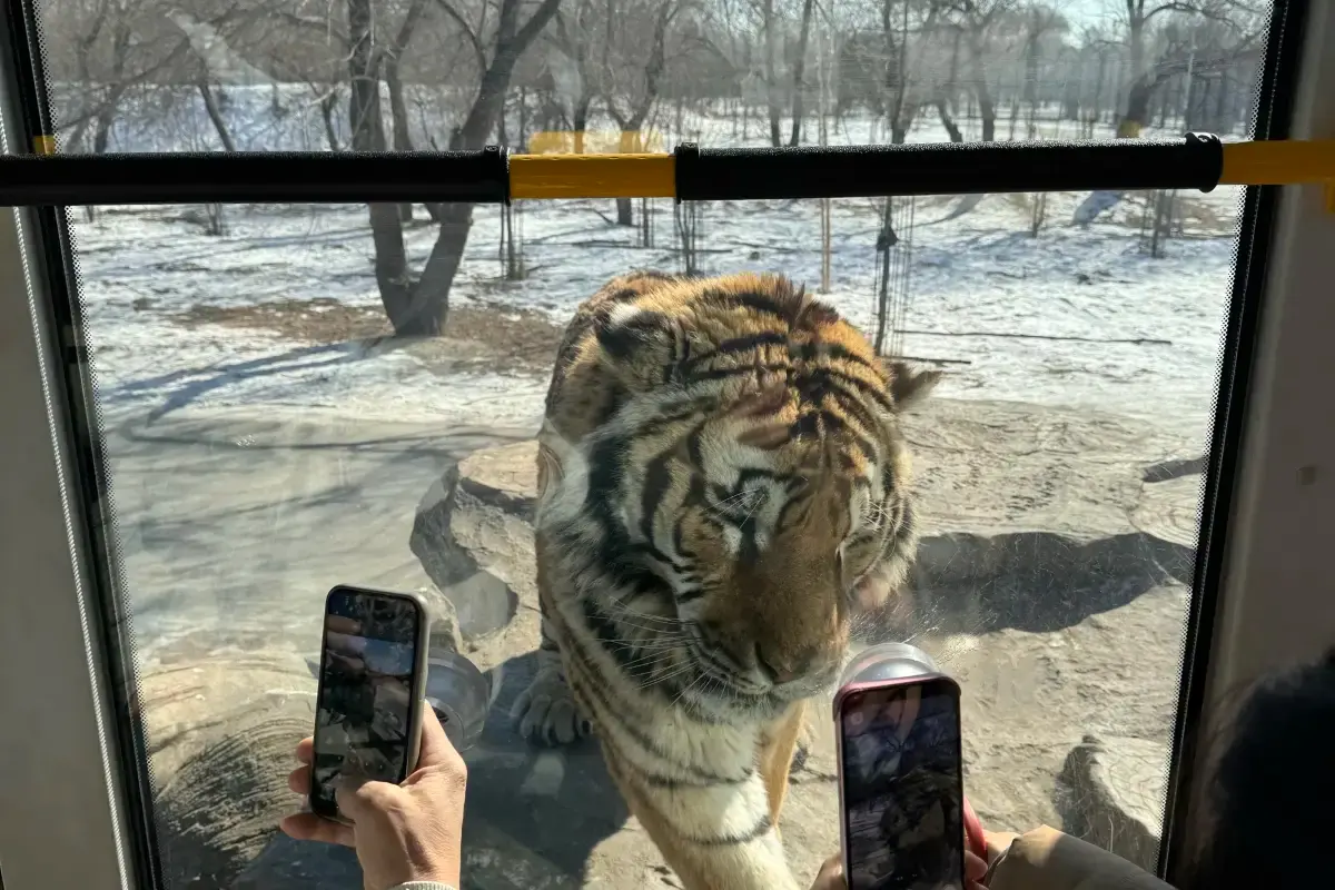 Siberian Tiger Park