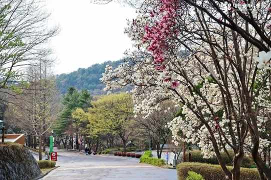 대전 벚꽃 명소, 보문산
