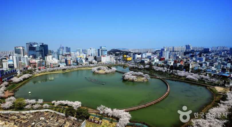 광주 벚꽃 운천저수지