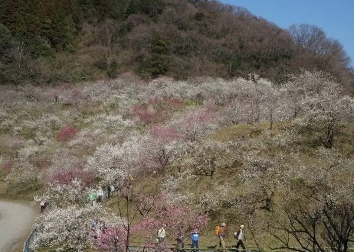 高尾山一日遊 | 櫻花