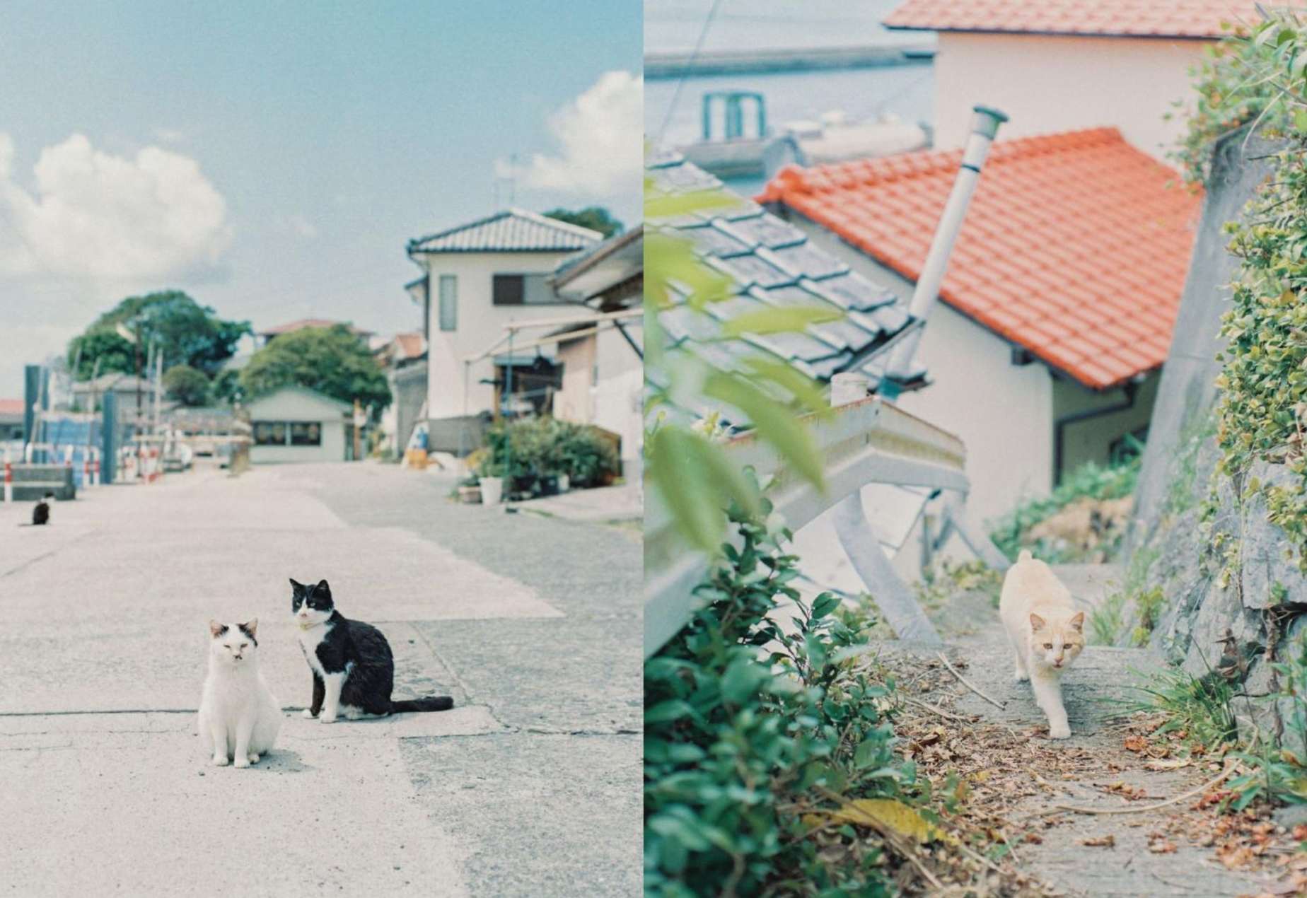 日本貓島 | 湯島