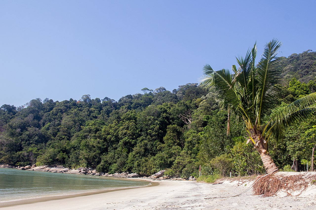 A palmy and sandy beach