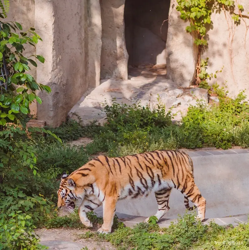 北京動物園獅虎山