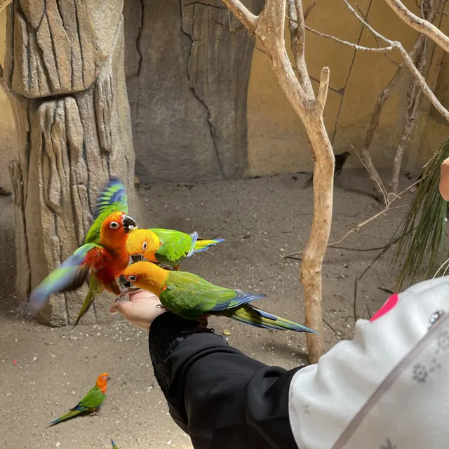 A girl holding a group of exotic birds in the butterfly farm