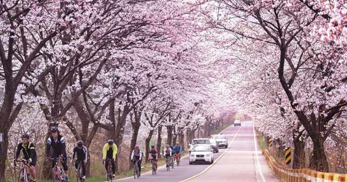 대전 벚꽃 명소, 대청호 벚꽃길