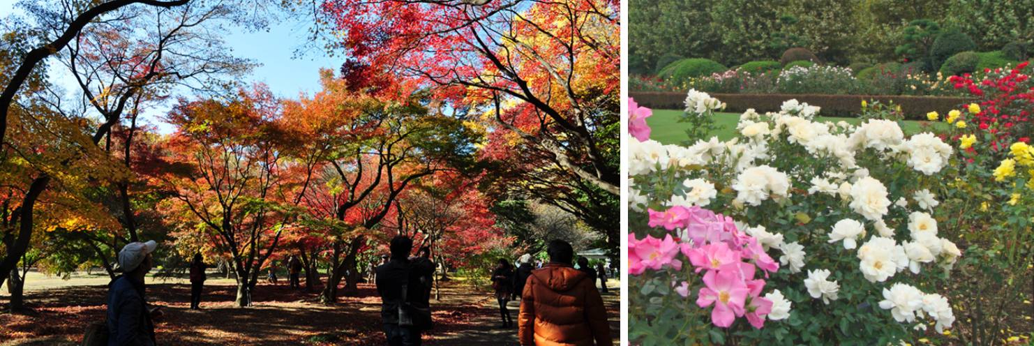 新宿御苑門票 | 秋天