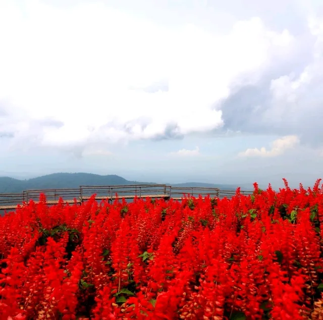 ไร่ดอกลมหนาว