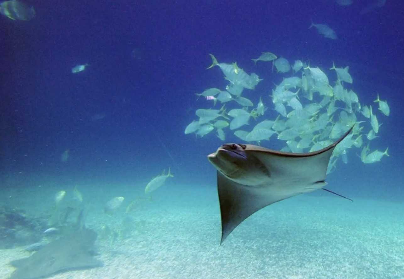 가오슝 컨딩 스노클링