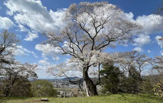 일본 벚꽃 카쿠노다테