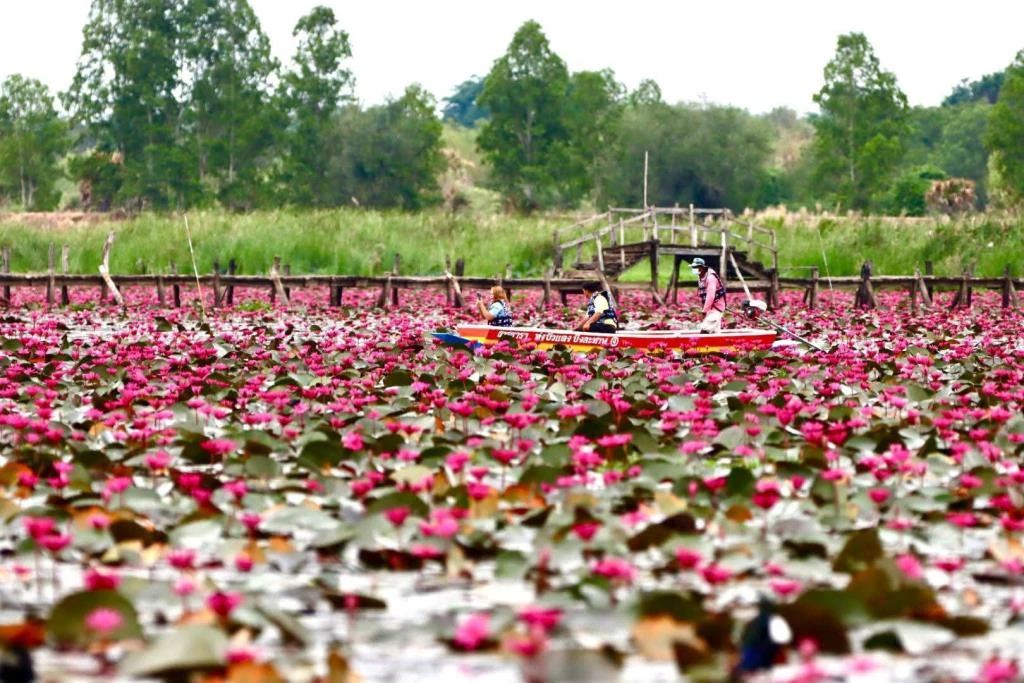 ทุ่งบัวแดง บึงละหาน จ.ชัยภูมิ