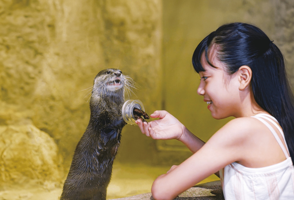 DMM Kariyushi 水族館｜餵食體驗 水獺餵食體驗