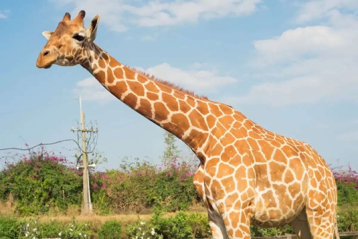 頑皮世界野生動物園
