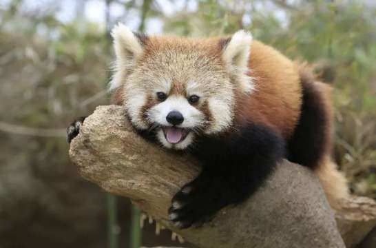 고베 당일치기 동물원