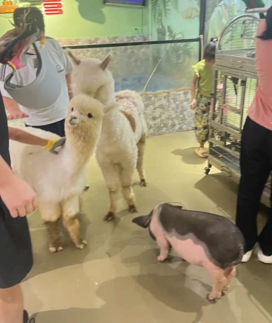 阿多羅堡萌寵工場