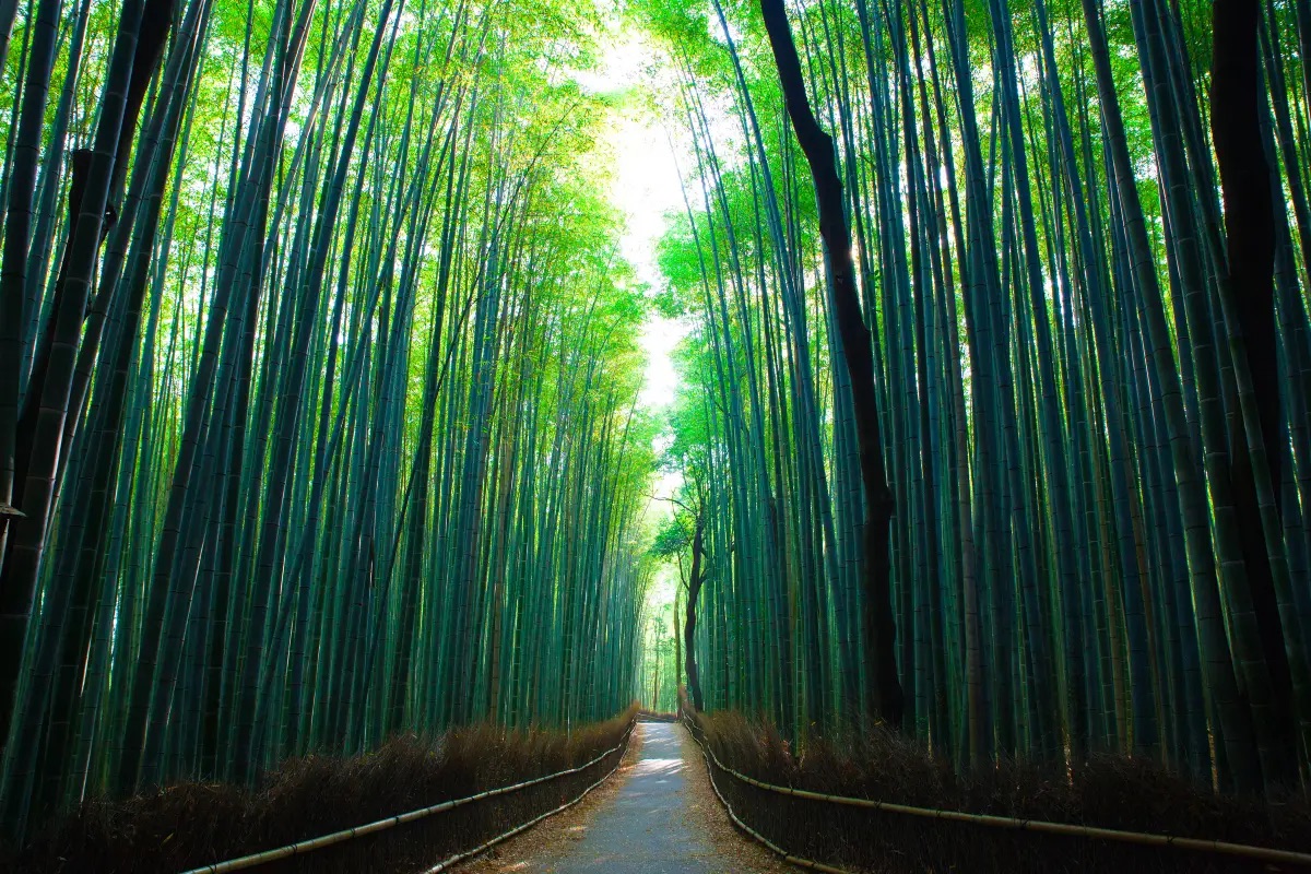 嵐山景點 #3|竹林小徑