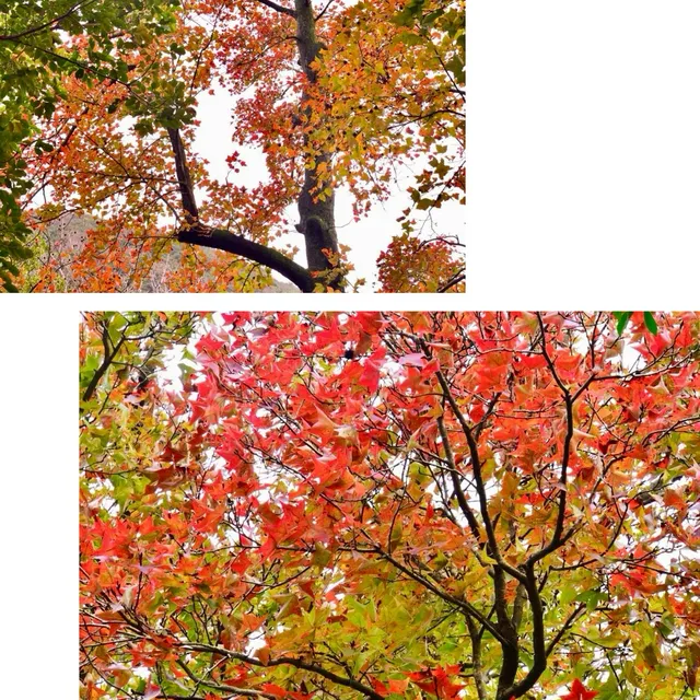 陽明山, 四季美景