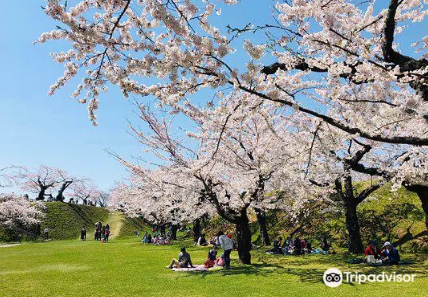 北海道賞櫻景點 #1 五稜郭公園|函館