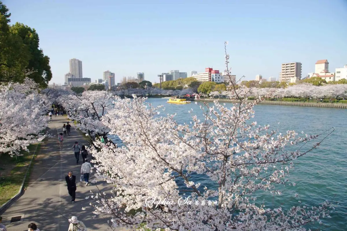 大阪櫻花|毛馬櫻之宮公園