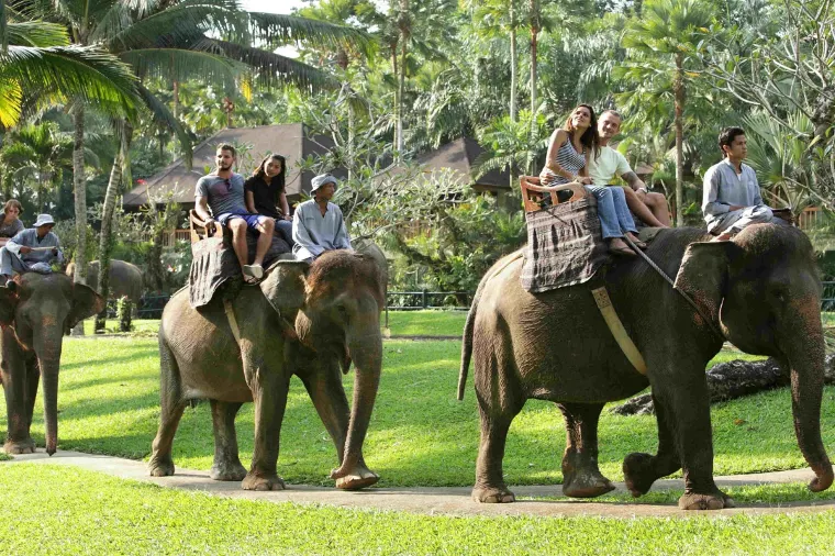 Rides at Mason Elephant Park & Lodge