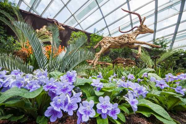 ฟลาวเวอร์ โดม (Flower Dome)