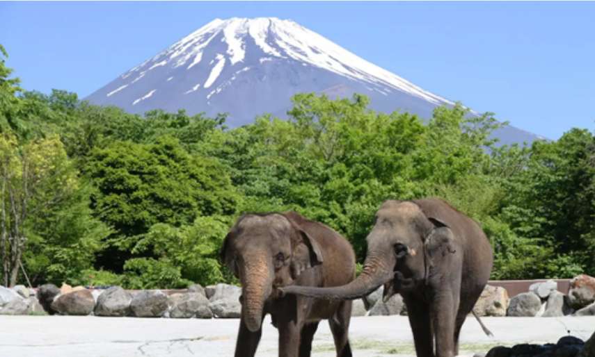 ช้างที่ Fuji Safari Park พร้องวิวภูเขาไฟฟูจิด้านหลัง