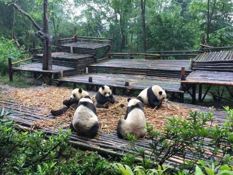 A Suggested Morning at Chengdu Panda Base